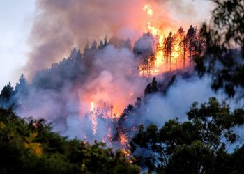 APOYO DE ASELF A GRAN CANARIA